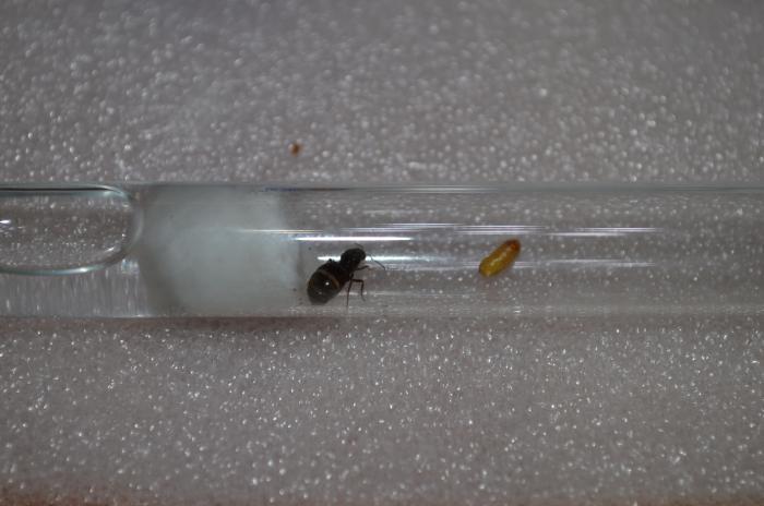 Муха отложила личинку во внутрь королевы